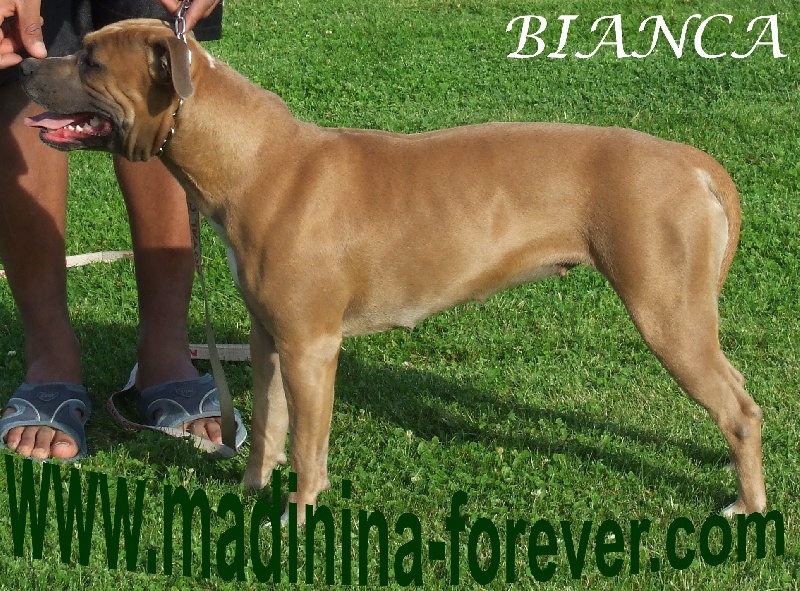 Bianca dona de madinina forever