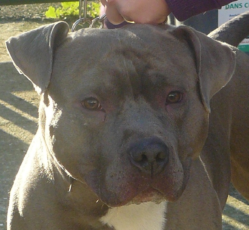 Boston blue de madinina forever