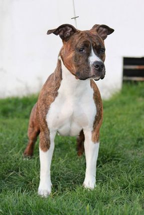 Easy dog to live de madinina forever